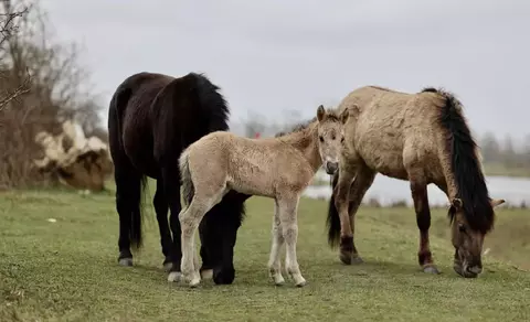 Paarden grazend aan de oude Maas